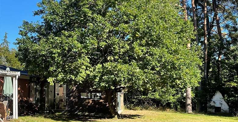 Beskæring af træ i Roskilde, Frederikshavn, Frederikssund & omegn. Læs mere